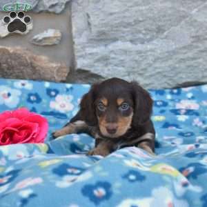 Oliver, Dachshund Puppy